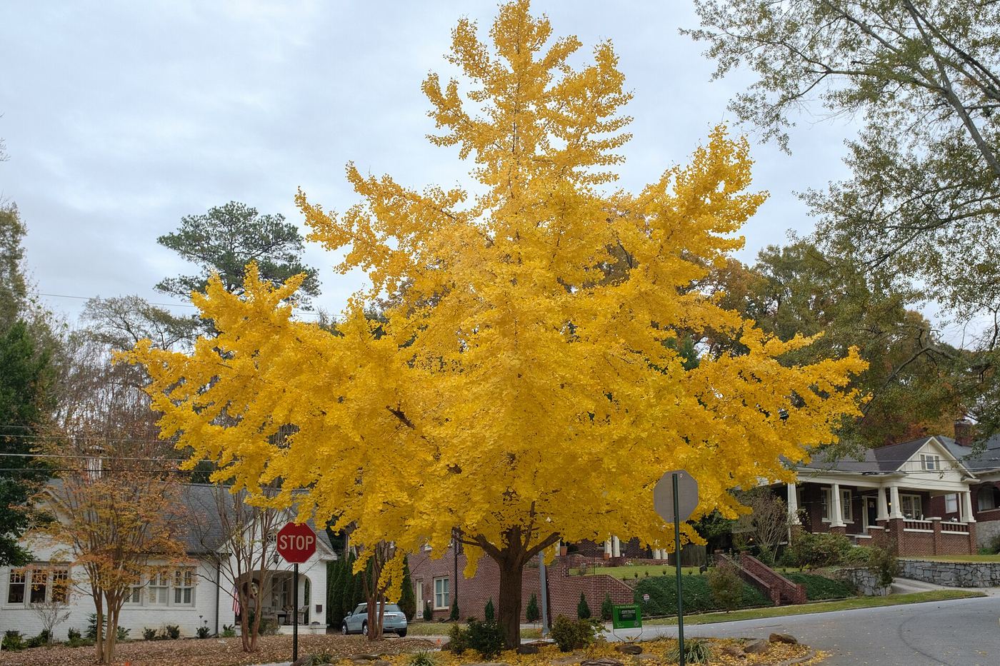 A mature ginkgo on a Virginia-Highland bungalow street in late fall